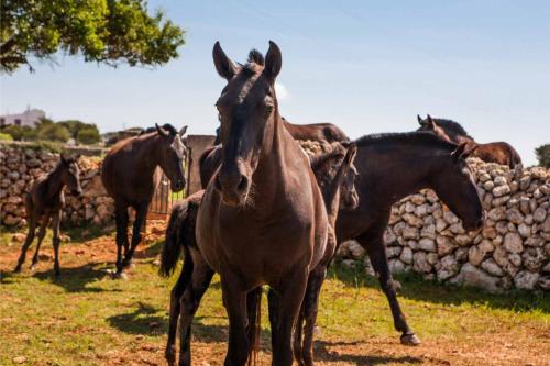 Άλλα ζώα σε αυτό το ξενοδοχείο ή στη γύρω περιοχή