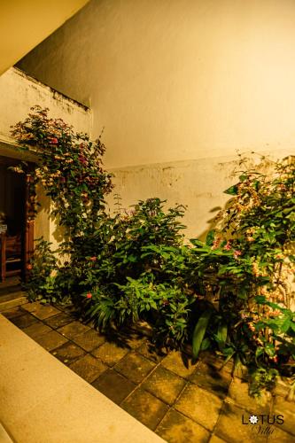 Сад в Lotus Villa Dehiwela
