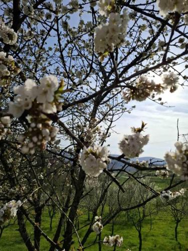 a tree with white flowers on it in a field at Brkinka Apartments in Vremski Britof