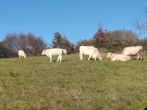 a group of white cows grazing in a field at Brkinka Apartments in Vremski Britof