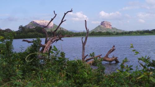 a tree in the water with mountains in the background at Lovely lodge & Hostel in Sigiriya