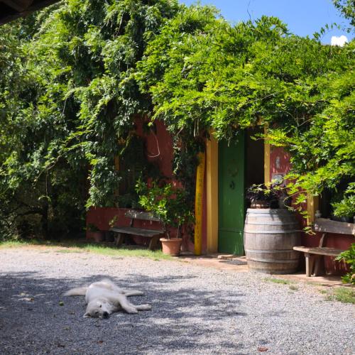 a white cat laying on the ground next to a building at Agriturismo Cascina degli Ulivi in Novi Ligure