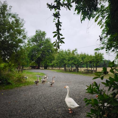 a group of ducks walking on a gravel road at Agriturismo Cascina degli Ulivi in Novi Ligure