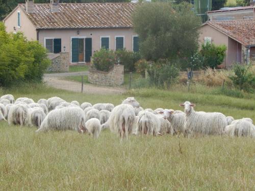 a herd of sheep grazing in a field of grass at Piane Del Bagno in Saturnia