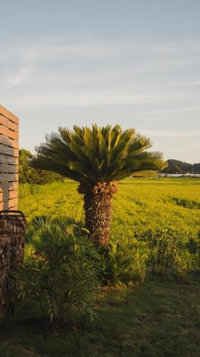 a palm tree in the middle of a field at 絶景田園と風を感じる癒しの一棟貸しSawah東浪見 in Ichinomiya