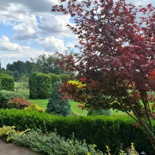 a garden with bushes and trees and a tree at Apartamenty TUTERRA III in Zabagnie