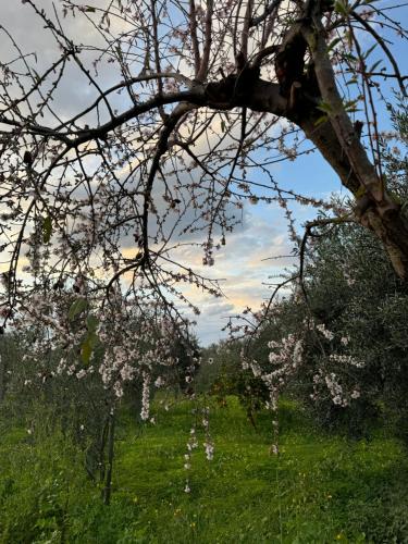 Κήπος έξω από το Le Casette di campagna #2