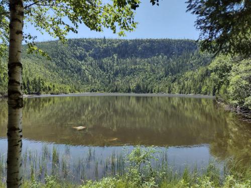 a view of a lake with trees in the background at Apartmány Na Vyhlídce - Wellness in Horní Planá
