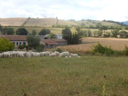 a herd of sheep grazing in a field of grass at Piane Del Bagno in Saturnia