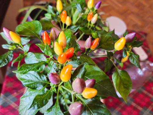 a plant with orange and yellow flowers on a table at Marselo's happy house in Tskaltubo