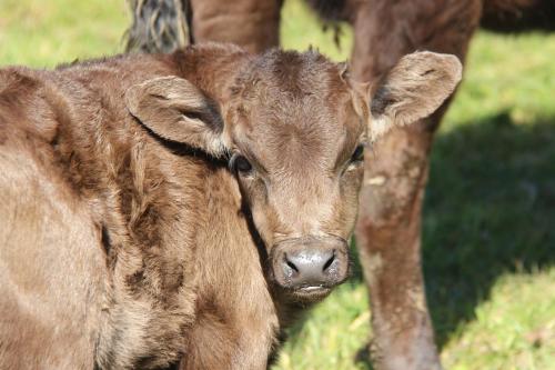 ファームステイの敷地内または近くにいる動物