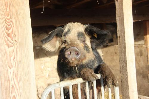 ファームステイの敷地内または近くにいる動物