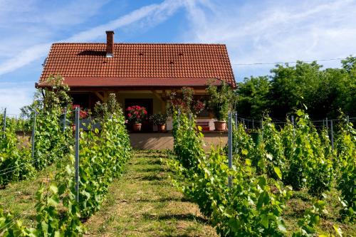 Un jardín fuera de Vineas vendégház
