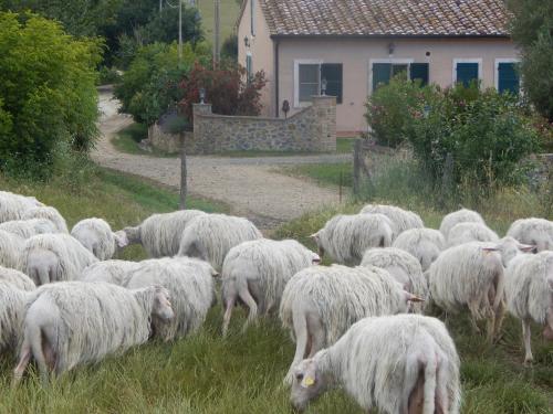 a herd of sheep grazing in a field at Piane Del Bagno in Saturnia