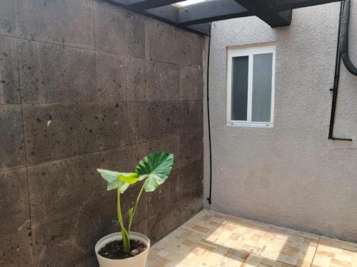 a plant in a pot next to a wall at Unidades Privadas con AC-TV-WiFi y Estacionamiento en Centro de MTY in Monterrey