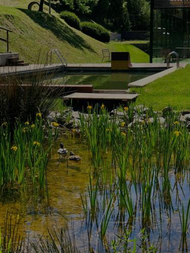 a pond in a park with a bird in the water at Casanova de Baix in Ripoll
