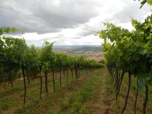 a row of grape vines in a vineyard at Piane Del Bagno in Saturnia
