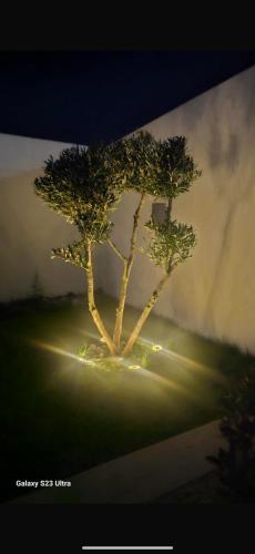a tree in the middle of a green field at Villa Solara in Kelibia