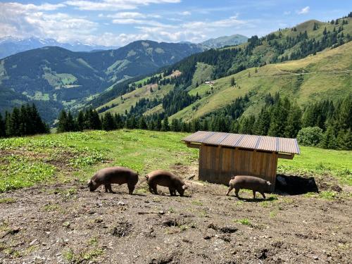 a group of pigs grazing on a hill in a field at Riedlfeld Chalet in Dienten am Hochkönig