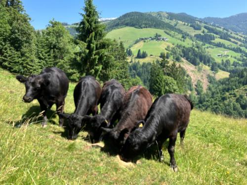 a group of cows grazing on a grassy hill at Riedlfeld Chalet in Dienten am Hochkönig