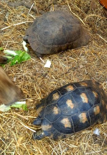 a turtle is laying on the grass at Azienda Agricola Veldidonna in Aggius