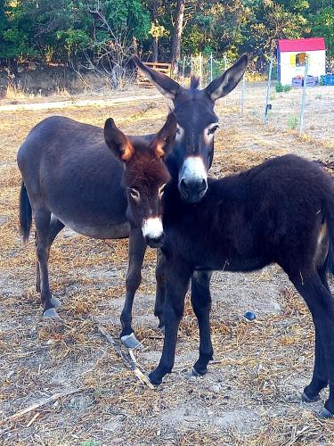 two animals standing next to each other in a field at Azienda Agricola Veldidonna in Aggius