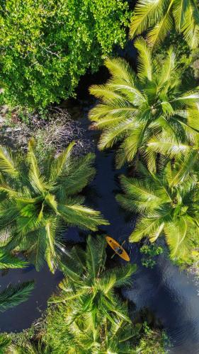an aerial view of palm trees in the water at Kibayo Lagoon Villa in Cabarete
