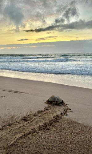 a turtle walking in the sand on the beach at Pink Beaches Guest Houses in Al Ḩadd