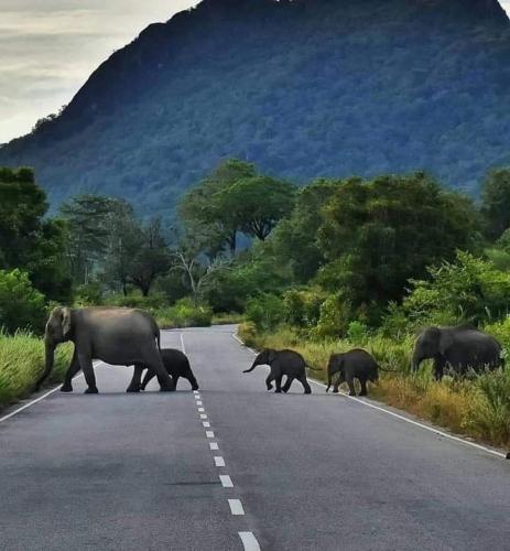 a herd of elephants crossing a road at Safari Olee Villa in Habarana