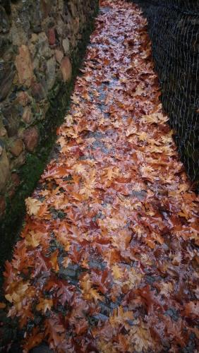 a long line of autumn leaves on the ground at Casa de Gondramaz - Galeria com Vista Serra in Miranda do Corvo