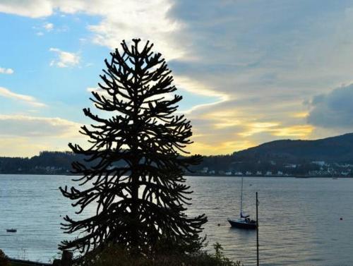 a tree on the shore of a lake with a boat at Ardmun House in Dunoon