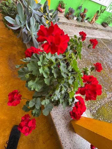 a bunch of red flowers sitting on a bench at Hotel Recreacional Marcelandia Santa Rosa de Cabal in Santa Rosa de Cabal