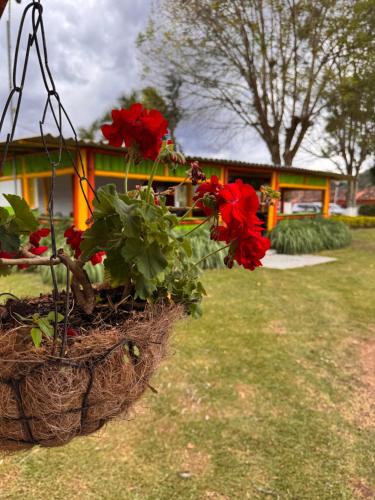 a flower basket with red flowers in a yard at Hotel Recreacional Marcelandia Santa Rosa de Cabal in Santa Rosa de Cabal