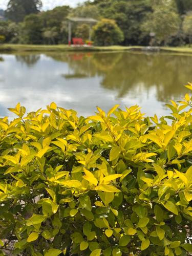 a bush with yellow leaves next to a body of water at Hotel Recreacional Marcelandia Santa Rosa de Cabal in Santa Rosa de Cabal