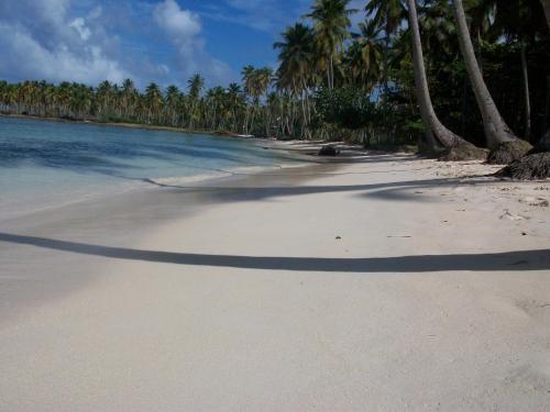 a group of palm trees on a beach at Villa La Caleta in Las Galeras