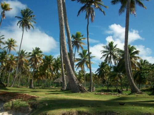 a group of palm trees on a grass field at Villa La Caleta in Las Galeras