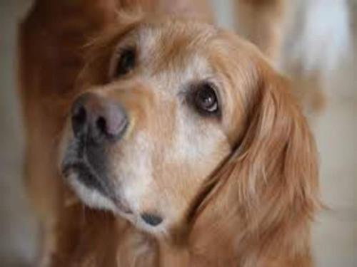 a brown dog is looking at the camera at Private Pool & Terrace Stay in Bechyně