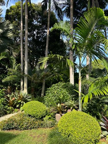 a garden with palm trees and bushes and plants at Jetty House in Coffs Harbour