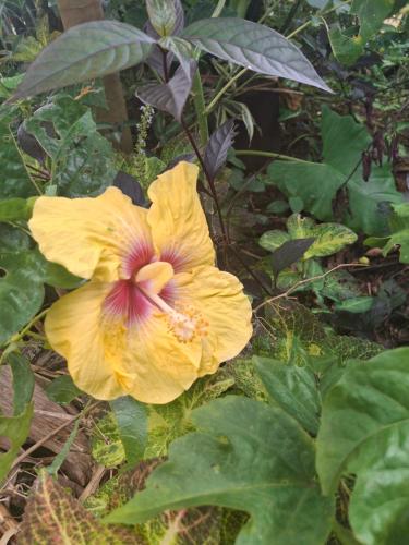 a yellow hibiscus flower on the ground at Sekoula Home in Suva