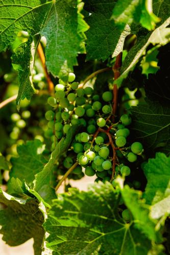 a bunch of green grapes on a plant at Campera Valle de Guadalupe in Ensenada