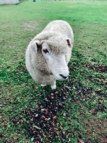 Tiere im Resort oder in der Nähe