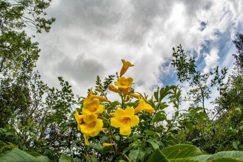 a group of yellow flowers against a cloudy sky at La Juana Posada en Tenjo in Tenjo