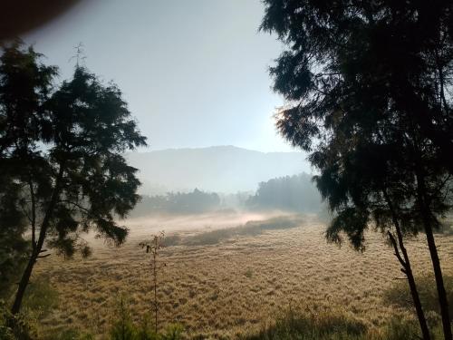 a foggy field with trees in the background at Dieng glamping syari'ah in Dieng
