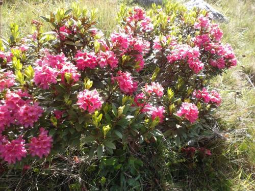 a bush of pink flowers in a field at Apart am Brunnen in Ried im Oberinntal