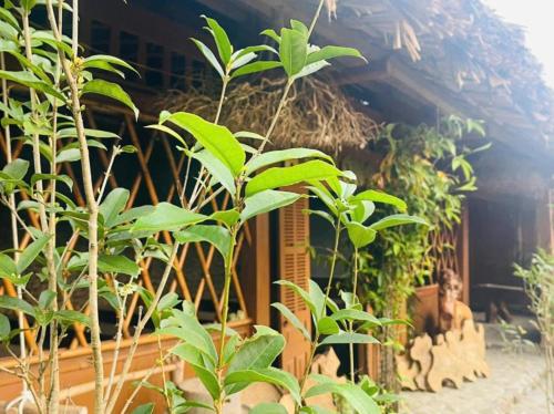 a building with a bunch of plants in front of it at Hải Long Homestay in Làng Chan Han