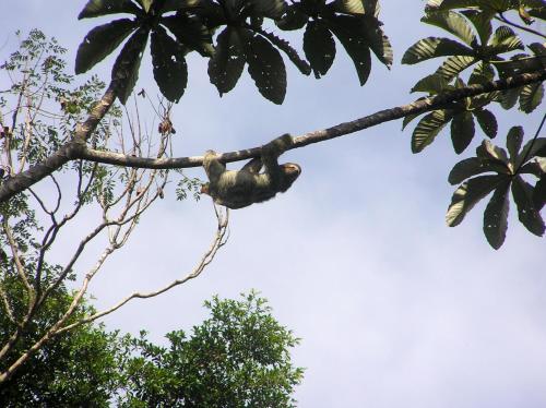 a monkey is sitting on a tree branch at Suital Lodge in Mogos