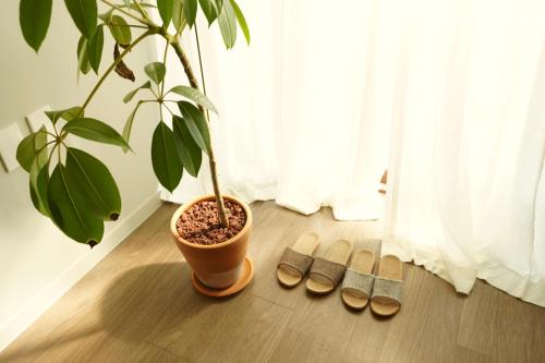 a plant in a pot sitting on a floor next to slippers at Pyoseon Mansion in Seogwipo