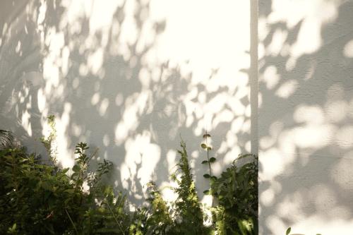 a shadow of a plant in front of a building at Pyoseon Mansion in Seogwipo