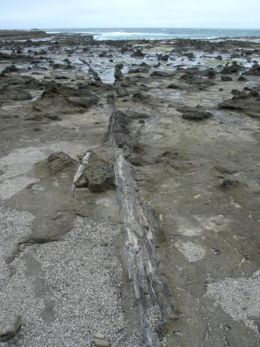 a log laying on the beach near the ocean at Surat Bay Lodge by the Sea/Backpackers Hostel in Owaka