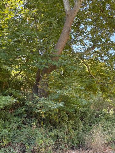 a tree with green leaves in a field at Villa GIANNAKOS MINOAN HERSONISSOS in Kastéllion